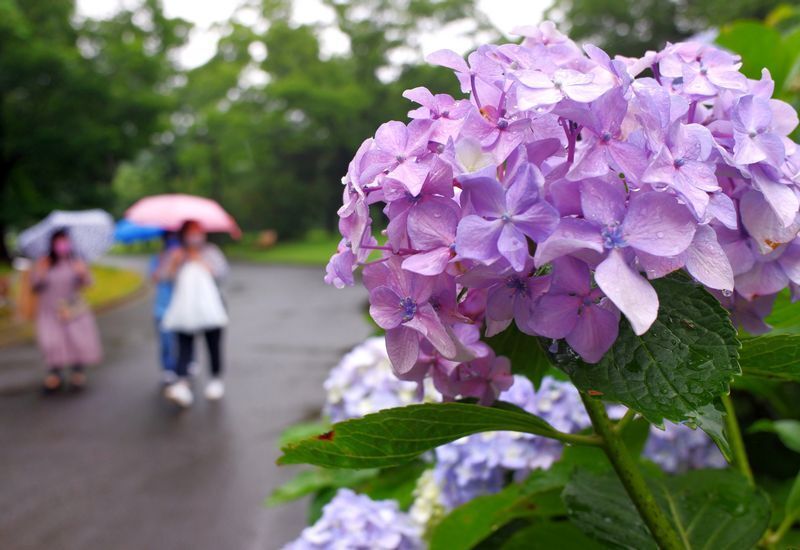 Image of hydrangeas and people having umbrellas