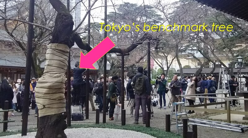 The benchmark tree in Tokyo (Photo taken by author in 2016)