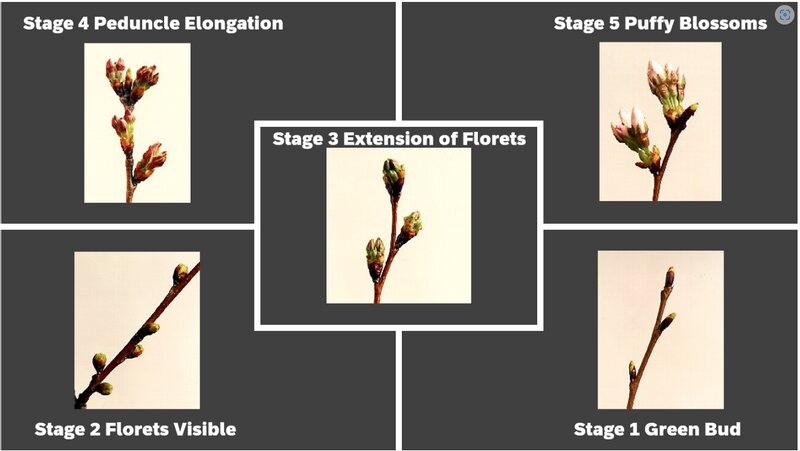 桜のつぼみの5ステージ。(U.S. National Parck Service出典)