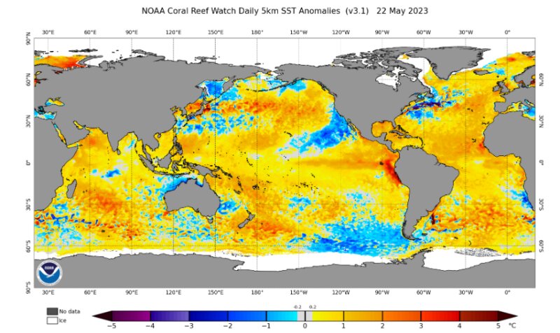 5月22日の世界の海水温の平年差 (出典: NOAA)