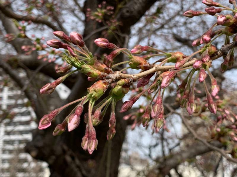 4月14日撮影　札幌の標本木の桜（提供：井坂綾氏）