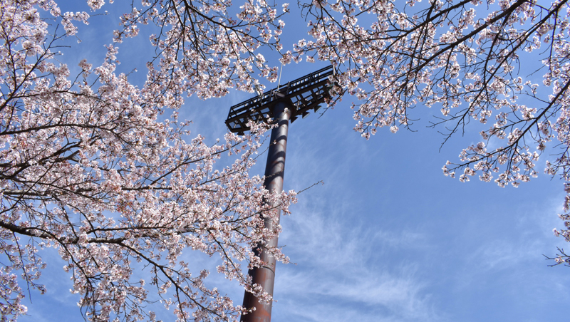 桜が球場を囲むいわせグリーン球場（写真：ストライク・ゾーン）