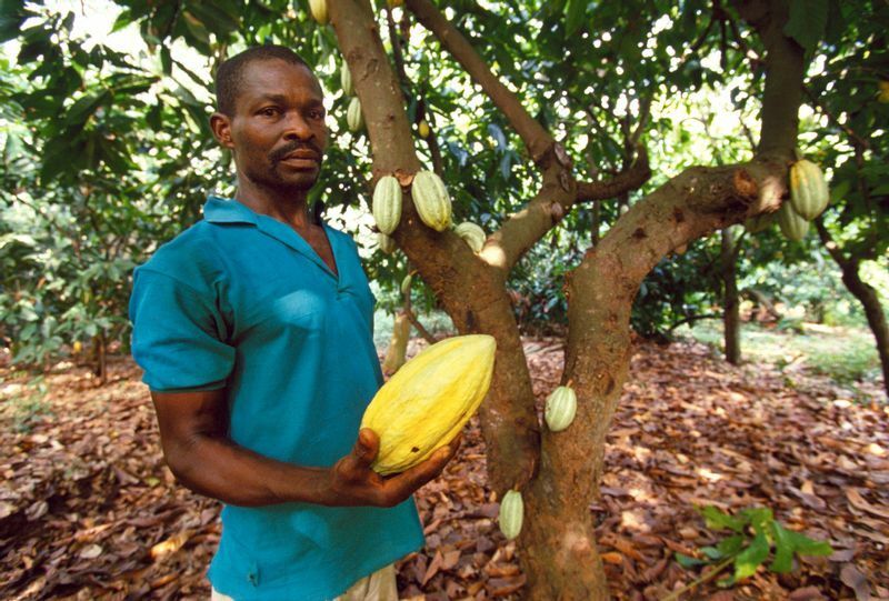 西アフリカ、トーゴのカカオ豆農家