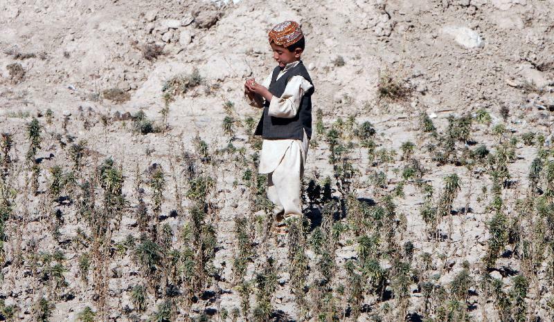 【資料】大麻の原料ケシを栽培している畑で遊ぶアフガニスタンの少年（2009.9.29）。アフガンのイスラーム勢力タリバンは麻薬を主な資金源にしてきた。