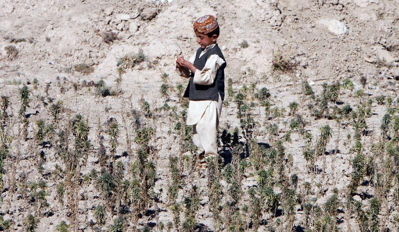 【資料】大麻の原料ケシを栽培している畑で遊ぶアフガニスタンの少年(2009.9.29)。アフガンのイスラーム勢力タリバンは麻薬を主な資金源にしてきた。