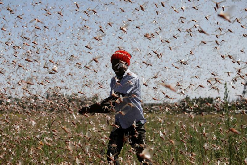 バッタを駆除しようとするケニアの農家（2021.2.1）。アフリカから中東にかけての蝗害は食糧危機を加速させる一因になっている。