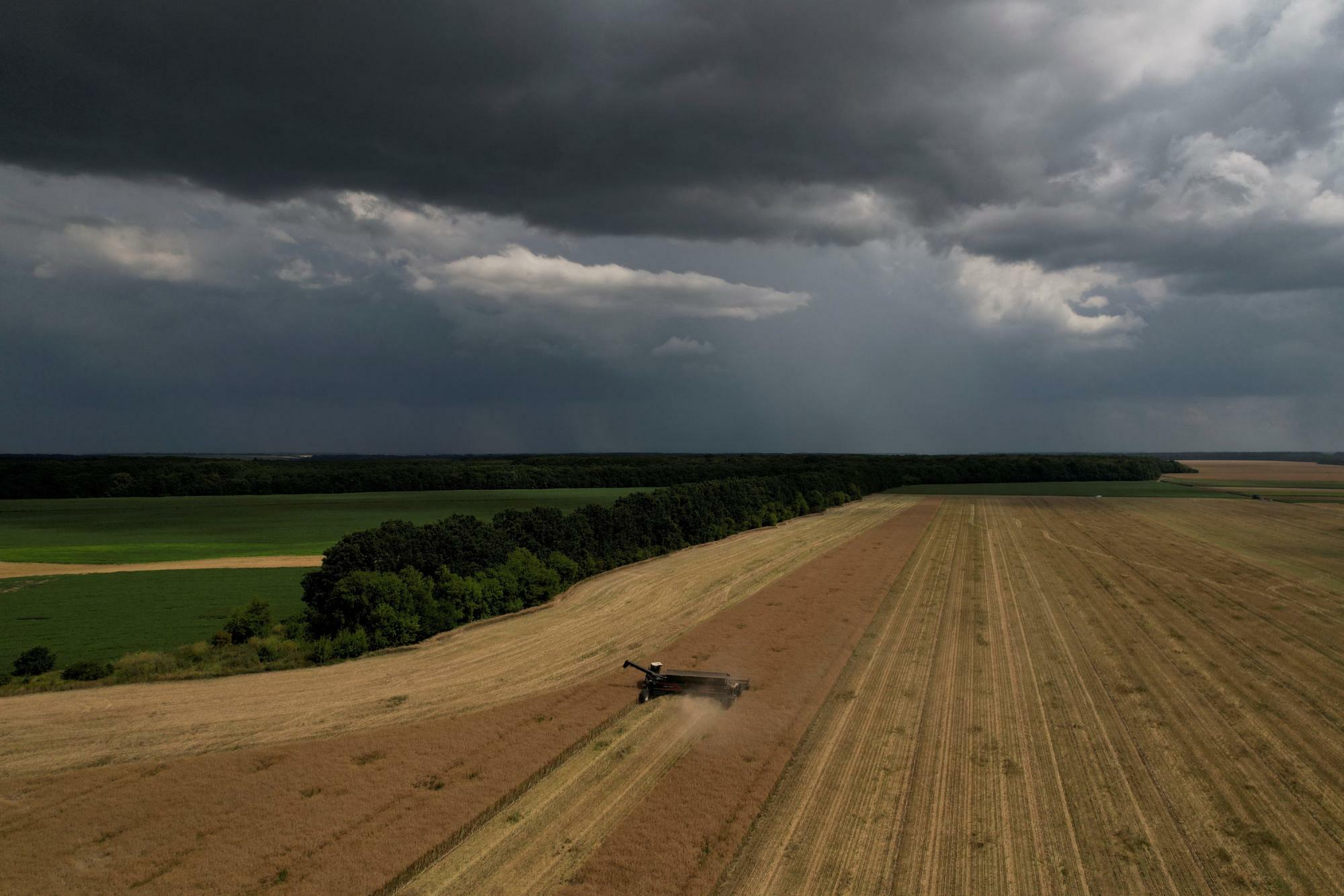 ウクライナ中部チェルカースィ州の広大な菜種畑（2023.7.18）。ロシアによる侵攻後も農業生産は続いている。