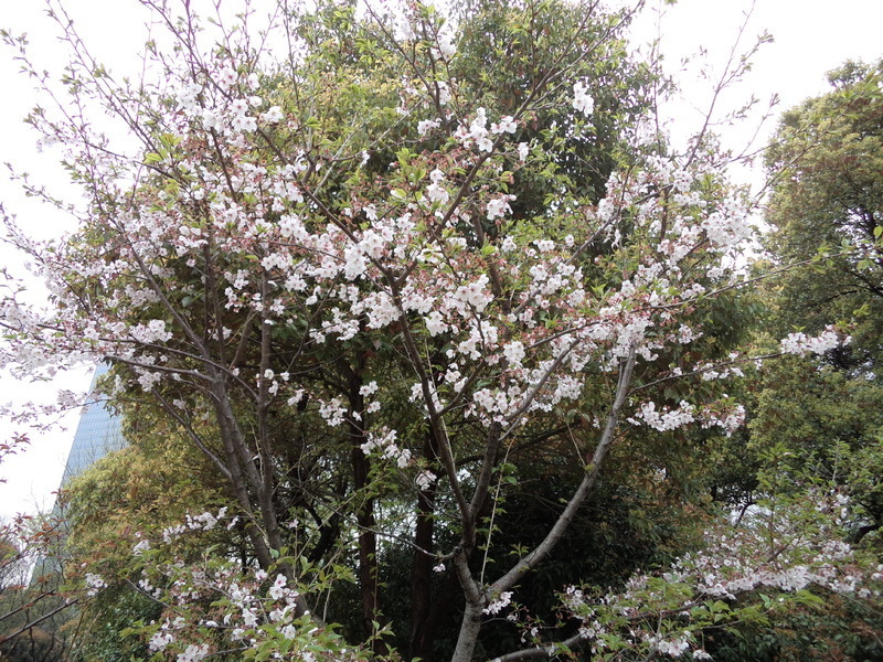 上海・虹橋地区にある公園で筆者が見かけた桜の木