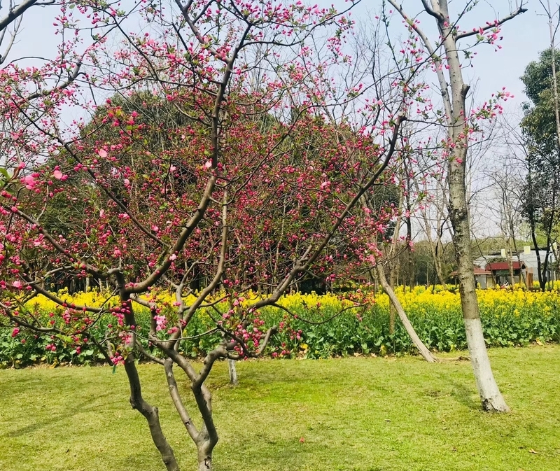 中国の公園で身近な花を撮影しＳＮＳに投稿する（筆者の友人撮影）