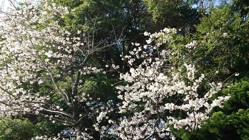 桜の写真は常に注目度が高い（筆者撮影）