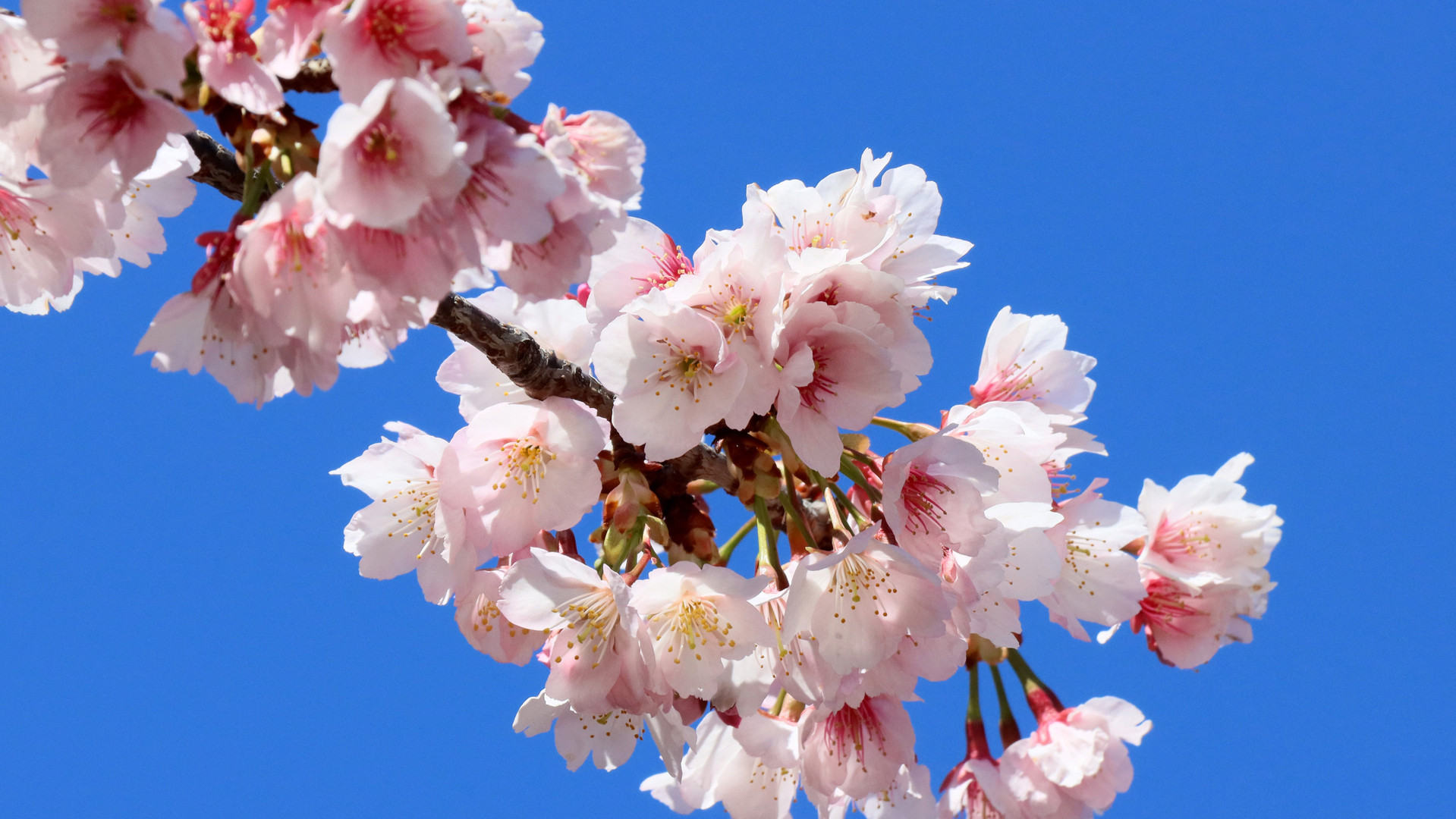 今年は誰も見られない「武漢の桜」（中島恵） - エキスパート - Yahoo