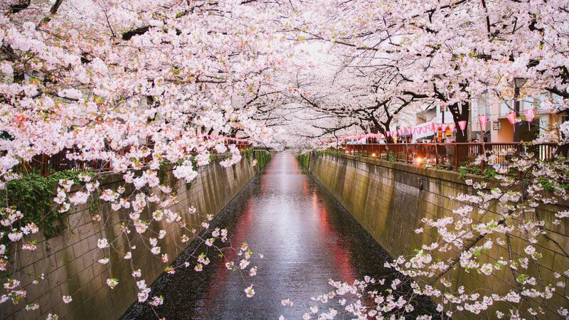 日本の桜と中国の桜 どっちがきれい しばし沈黙した後 中国人から返ってきた答えは 中島恵 個人 Yahoo ニュース