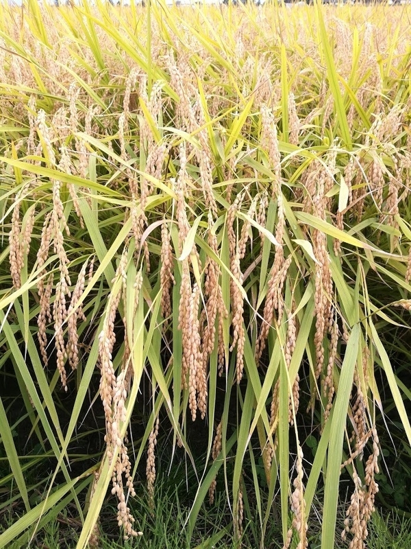 この秋には大量の余剰米が発生する危険性が（撮影・筆者）