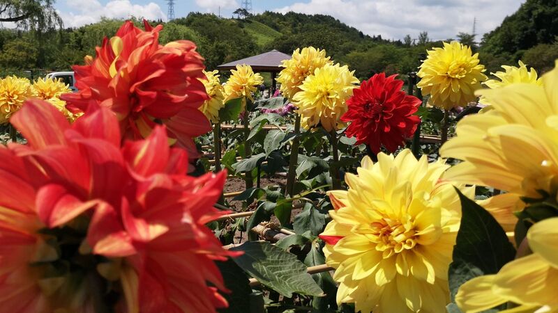 秘密の花園 研究開発拠点 山形の観光名所 川西ダリヤ園は本日 開園 中村智彦 個人 Yahoo ニュース 秘密の花園 研究開発拠点 山形の観光名所 川西ダリヤ園は本日 開園 中村智彦 個人 Yahoo ニュース