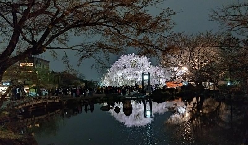 円山公園の枝垂桜に多くの観光客が集まった。（(画像・筆者撮影）