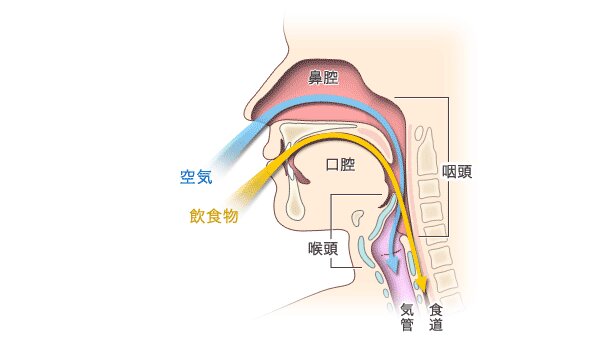 人間ののどを横から見た図、黄色が食べ物の通り道、青が空気の通り道、(エルメッドエーザイ株式会社ホームページより引用)