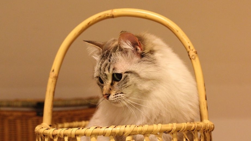 ペットフードは人間が食べても大丈夫 成田崇信 個人 Yahoo ニュース ペットフードは人間が食べても大丈夫 成田崇信 個人 Yahoo ニュース