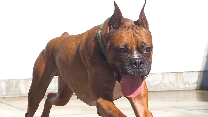 熊本 熊本地震で飼育放棄されたボクサー犬 吾郎 人のこころを癒すセラピードッグとして活躍中 西松宏 個人 Yahoo ニュース 熊本 熊本地震で飼育放棄されたボクサー犬 吾郎 人のこころを癒すセラピードッグとして活躍中 西松宏 個人 Yahoo ニュース