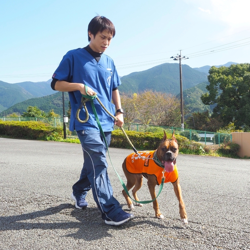 動物介在活動の前にウォーミングアップする井上先生と吾郎（18年10月21日、熊本県内にて。筆者撮影）