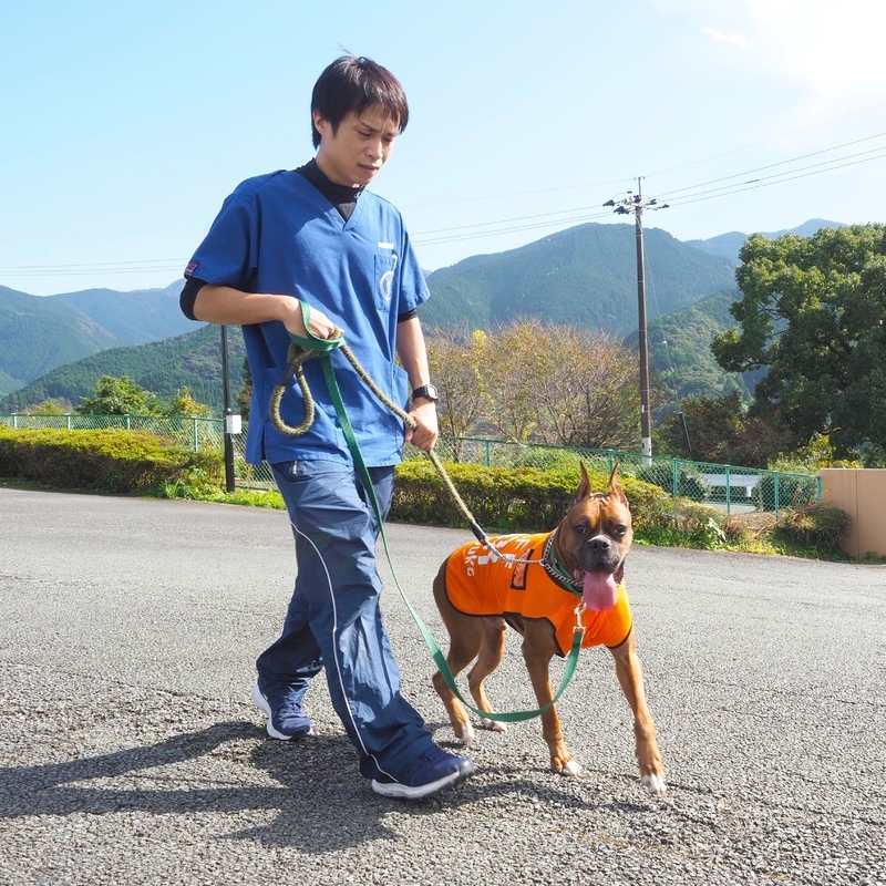 動物介在活動の前にウォーミングアップする井上先生と吾郎(18年10月21日、熊本県内にて。筆者撮影)