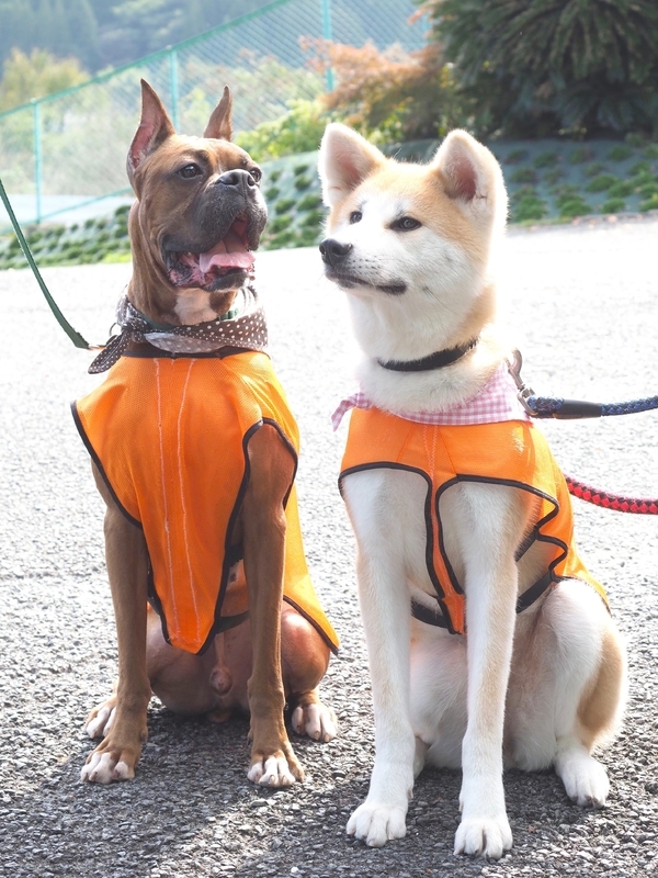 秋田犬の「春」（右、メス、推定３歳）とのツーショット。春は迷子だったところを保護された。熊本県動物愛護センターから引き取り、昨秋セラピードッグとしてデビュー。いま人気の２頭だ（筆者撮影）