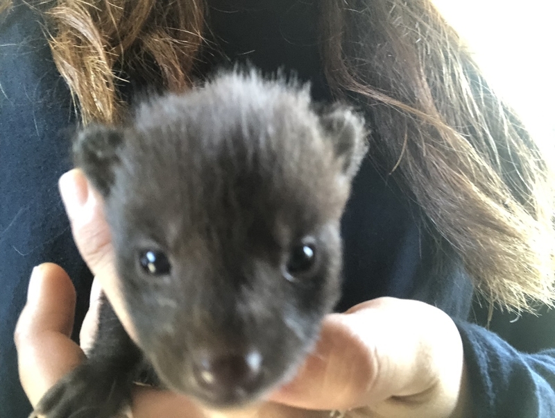 飼育員もびっくり 猫がタヌキの赤ちゃんを育てた夏 西松宏 個人 Yahoo ニュース