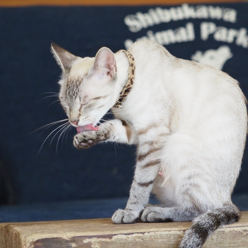 母猫のしろちゃん（２３日、筆者撮影）