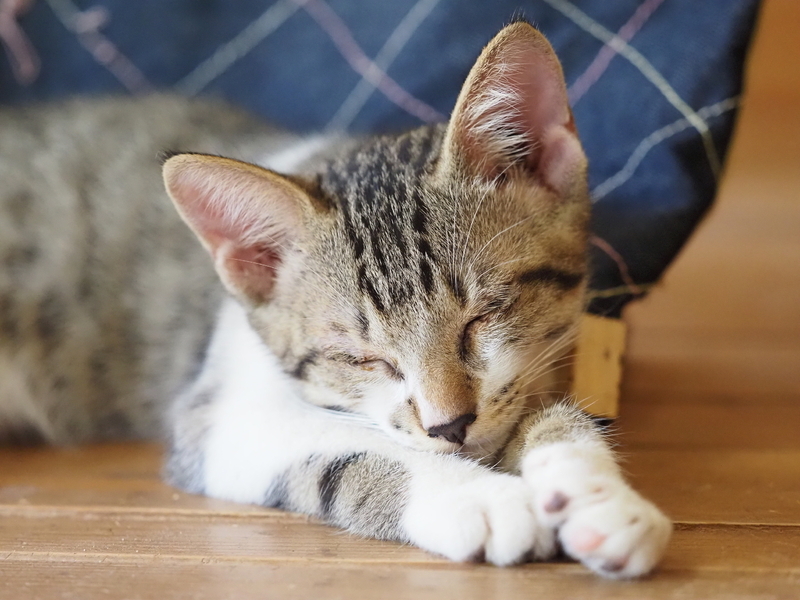 息子のこしろくん（２３日、筆者撮影）