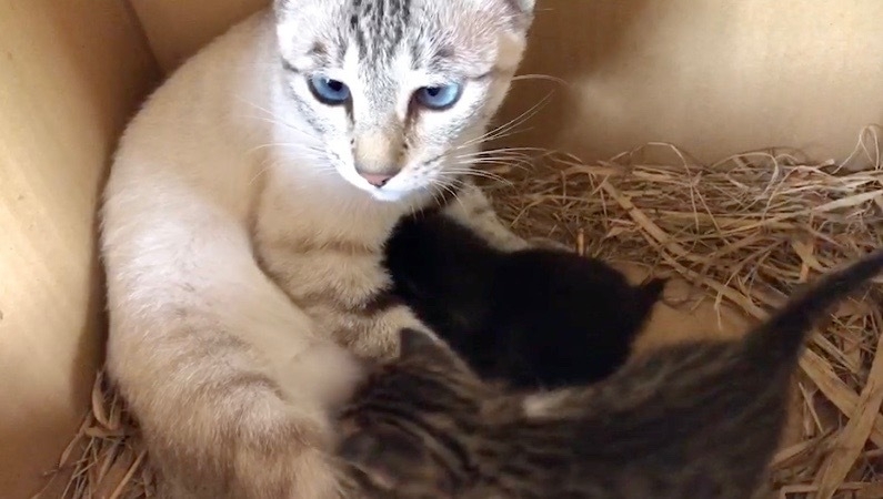 手前がこしろくん、奥の黒いのがはなちゃん（渋川動物公園提供）