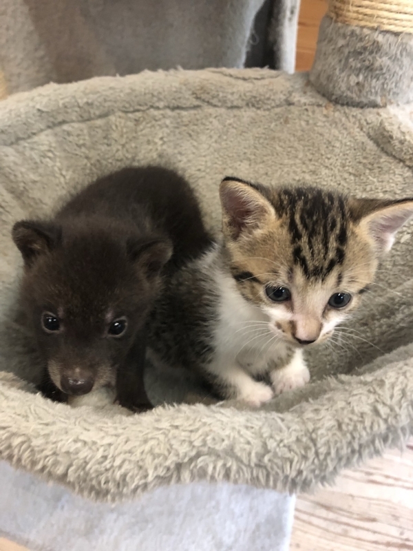 同園に来て１０日ほど経ったころの２匹（渋川動物公園提供）