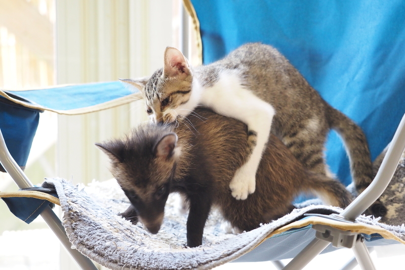はなちゃんとじゃれあって遊ぶこしろくん(23日、筆者撮影)