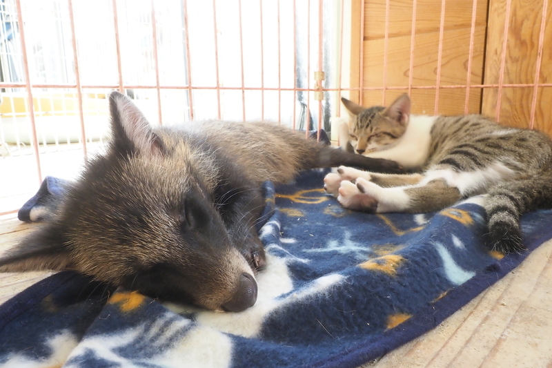 遊び疲れて一緒にねむる、はなちゃん（左）、こしろくん（右）（２３日、筆者撮影）