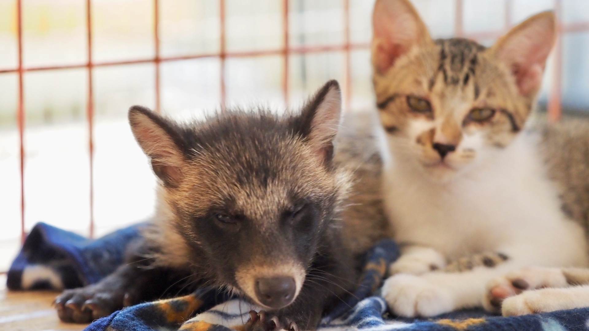 飼育員もびっくり 猫がタヌキの赤ちゃんを育てた夏（西松宏