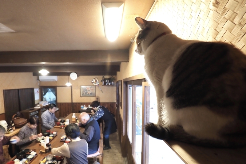 「田島本館」の看板猫・すずめ。宿泊者の朝食どきを上から眺めるのが日課