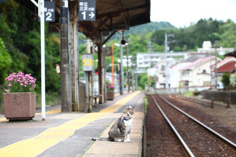 駅で大活躍していたころのりょうま駅長（２０１６年５月、筆者撮影）