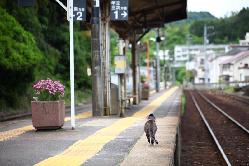 りょうま駅長はこれからも多くの人の心の中で生き続ける（２０１６年５月、筆者撮影）