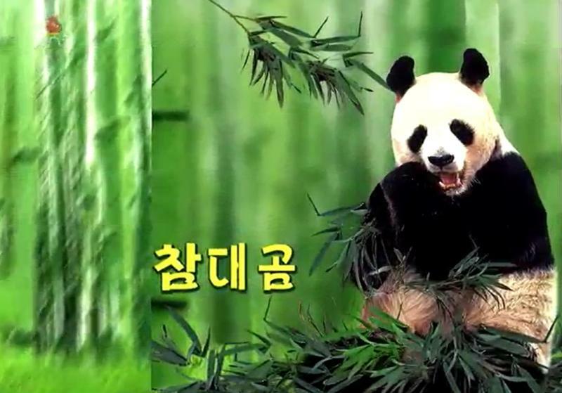 朝鮮中央テレビ「動物百科事典」で取り上げられたパンダ（同テレビ画面キャプチャー）