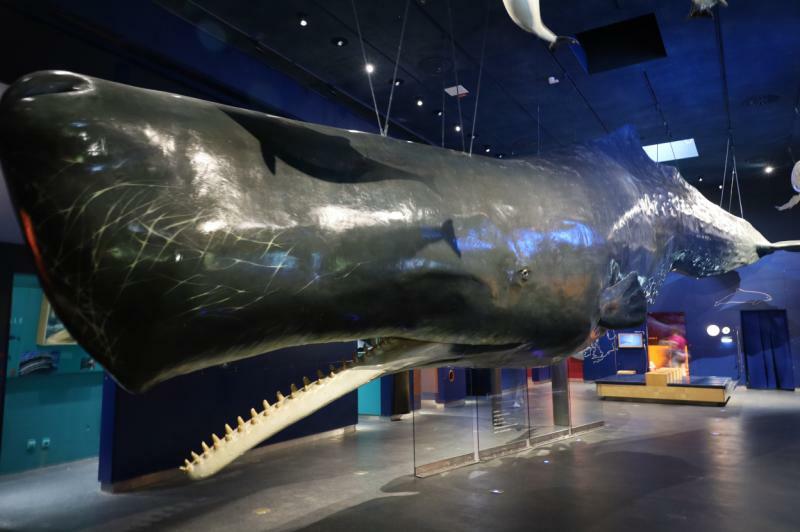 マッコウクジラの骨格標本。生存中の重量は約48トン、頭部の骨格重量は約2トンと圧巻