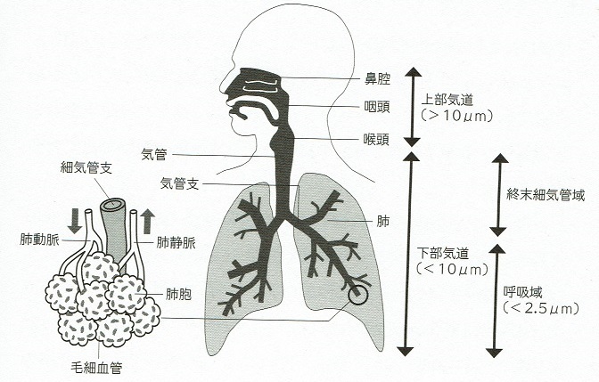 図4　大気中の粒子と体内への取り込み　