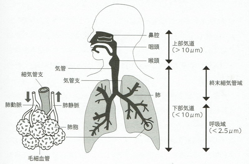 図3　大気中の粒子の人体の体内への取り込み