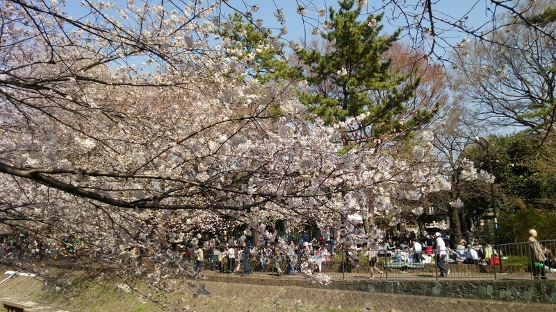 写真　東京都杉並区の善福寺川の桜（3月25日に著者撮影）