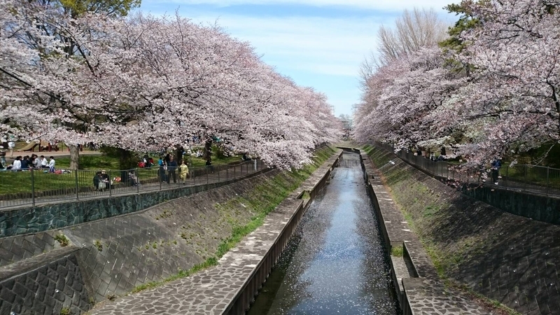 写真　東京都杉並区の善福寺川の平成最後の花見（4月6日著者撮影）