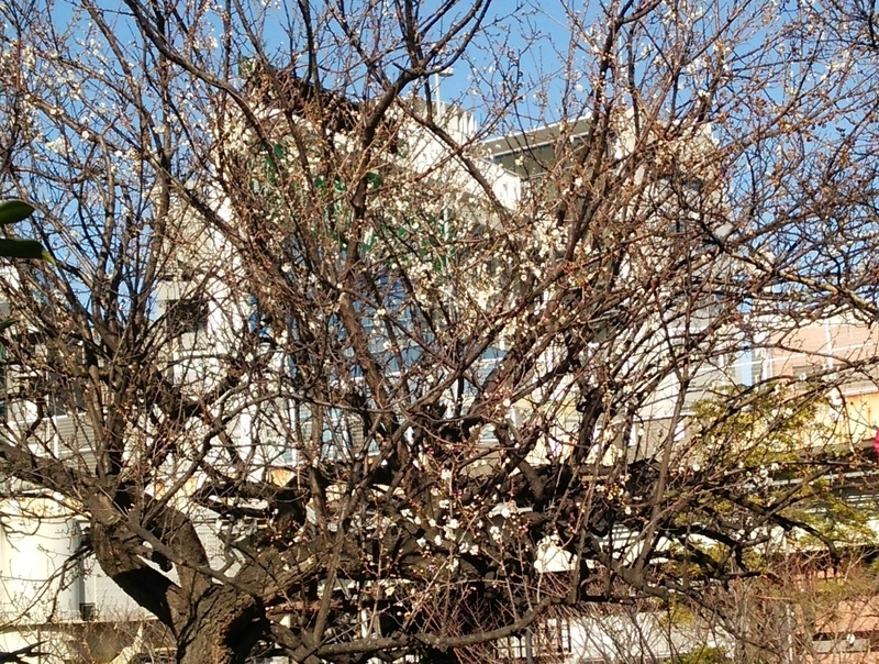 写真　東京で咲いている梅の花（1月31日に千代田区の気象庁構内で著者撮影）