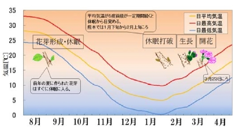 図6　気温の日別平年値と桜の開花までの流れ（熊本の場合）
