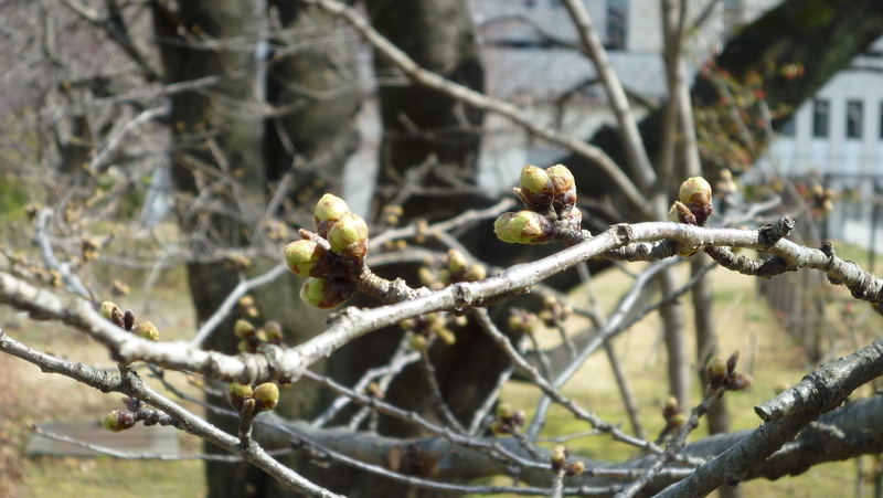 写真　仙台のさくらの標本木の様子（3月18日、ウェザーマップ・平野貴久気象予報士撮影・提供）