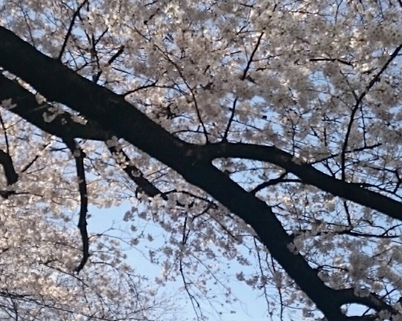 写真　東京都杉並区のさくら（3月26日に近所で著者撮影）