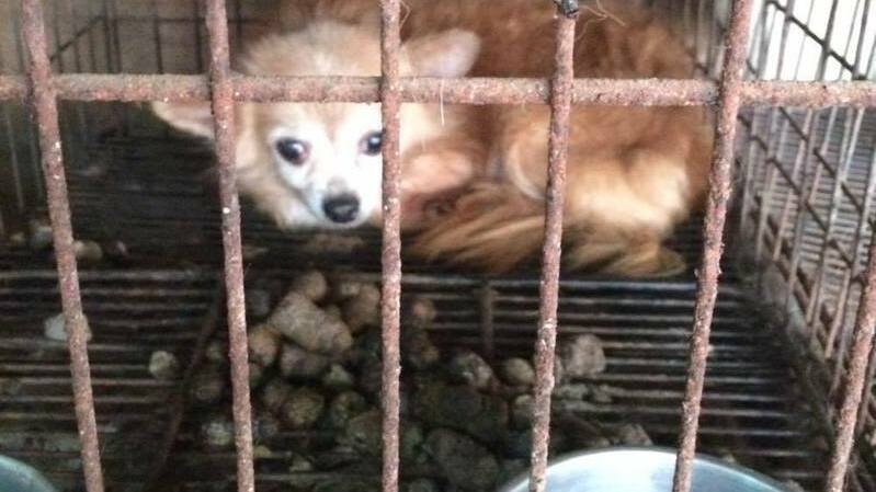 犬の引き取り屋 で生き 死んでいく犬たち 不幸 の再生産を止めるため 求められる二つの施策 太田匡彦 個人 Yahoo ニュース