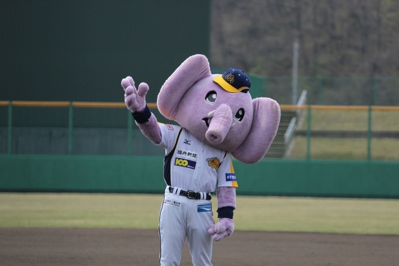 福井ミラクルエレファンツのマスコットは、象から名づけられた『パオタロウ』。