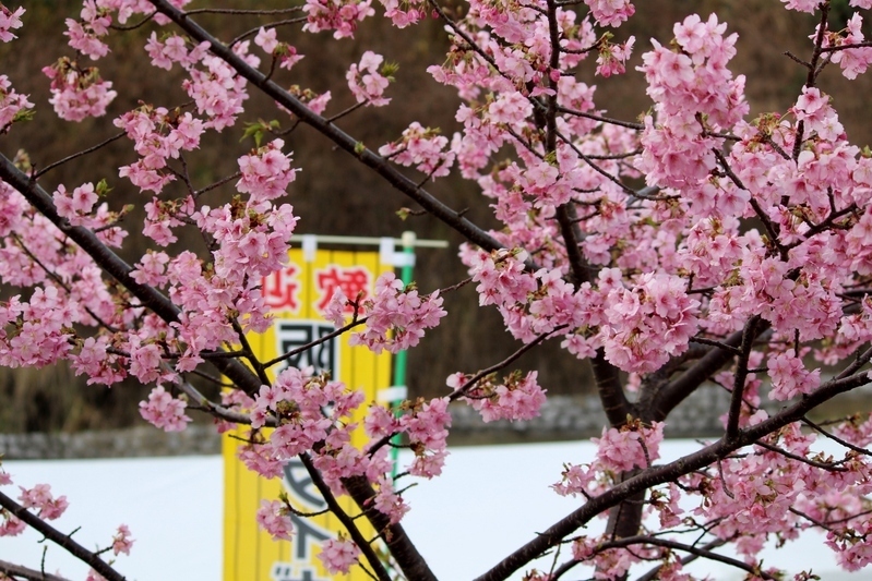 球場敷地内にある河津桜は、毎年この時期に咲きます。