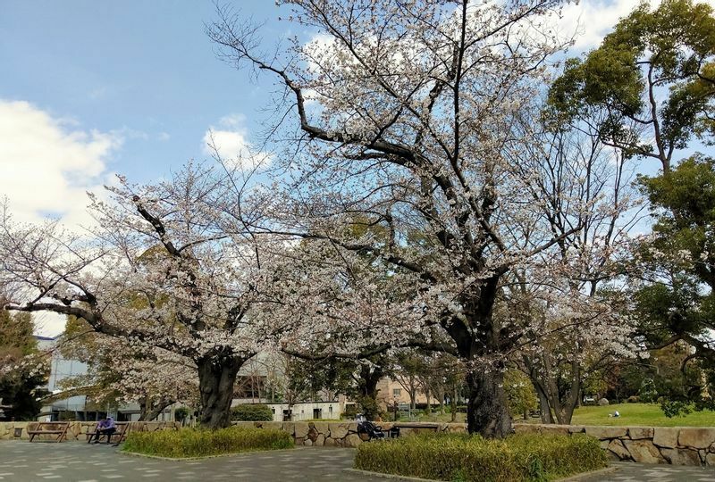 ※ことしは桜の開花が早く、わかさスタジアム京都がある西京極総合運動公園内もご覧の通り咲き誇っています。